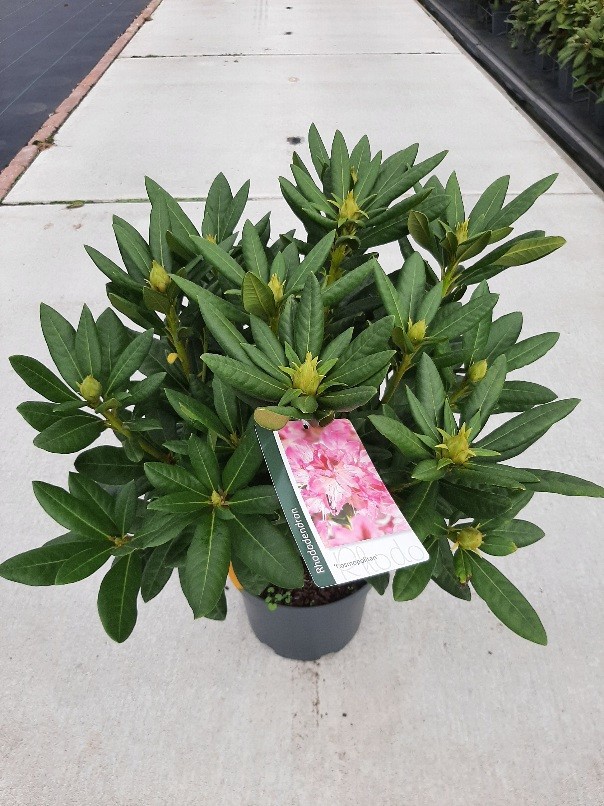 Rhododendron Cosmopolitan, D 23