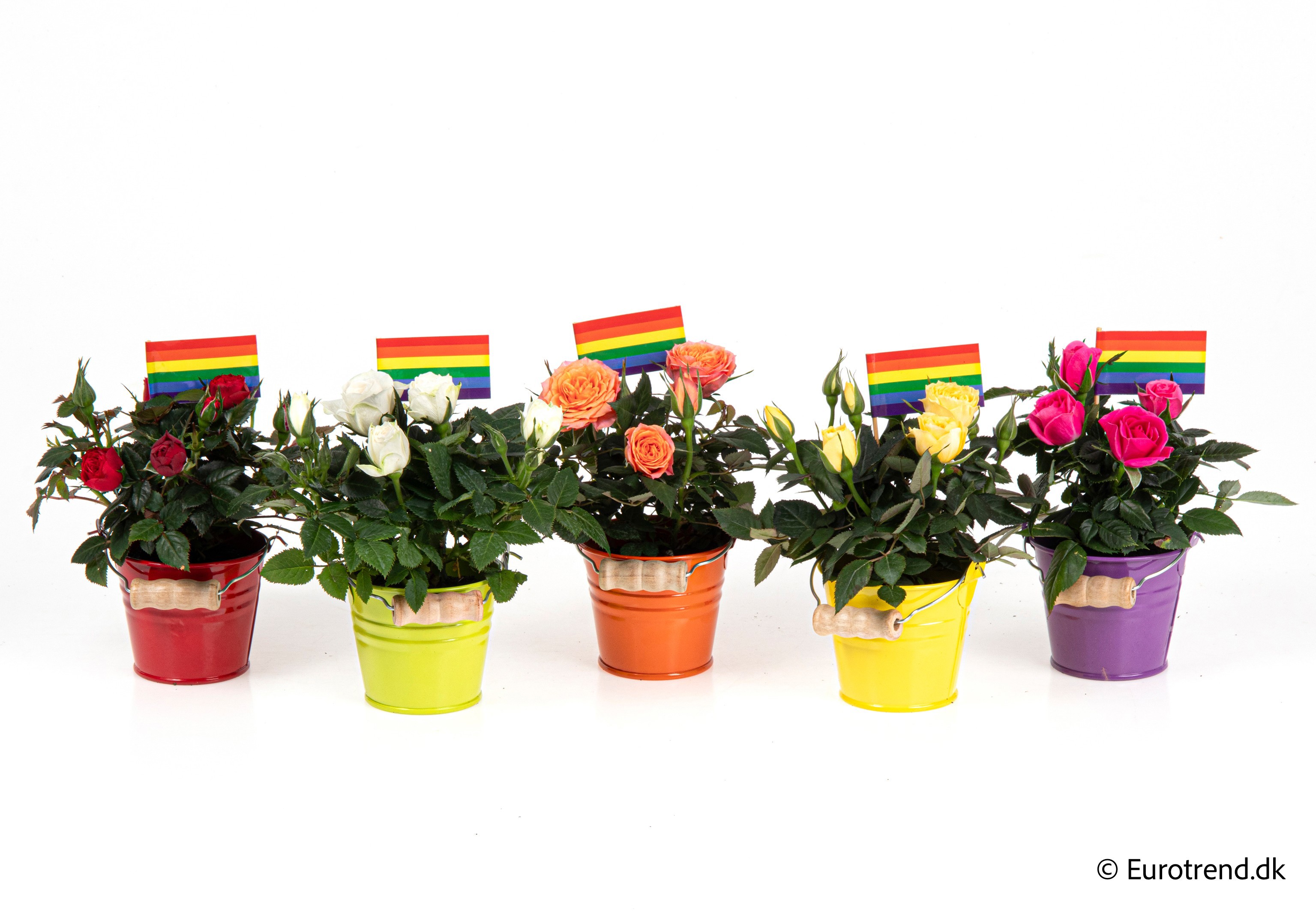 Roses in Spring, Summer & Autumn ceramic 2026, D 6