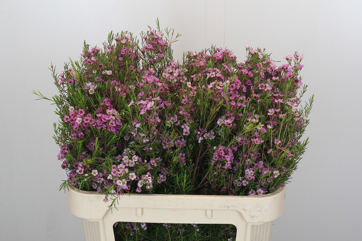 Шамелациум Керрин 70, шт.