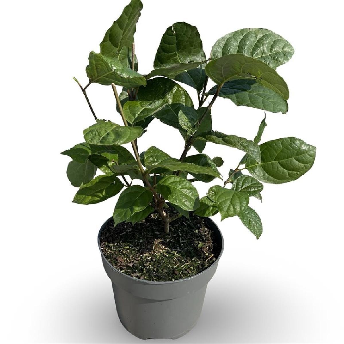 Calycanthus r. 'Hartlage Wine', D 21