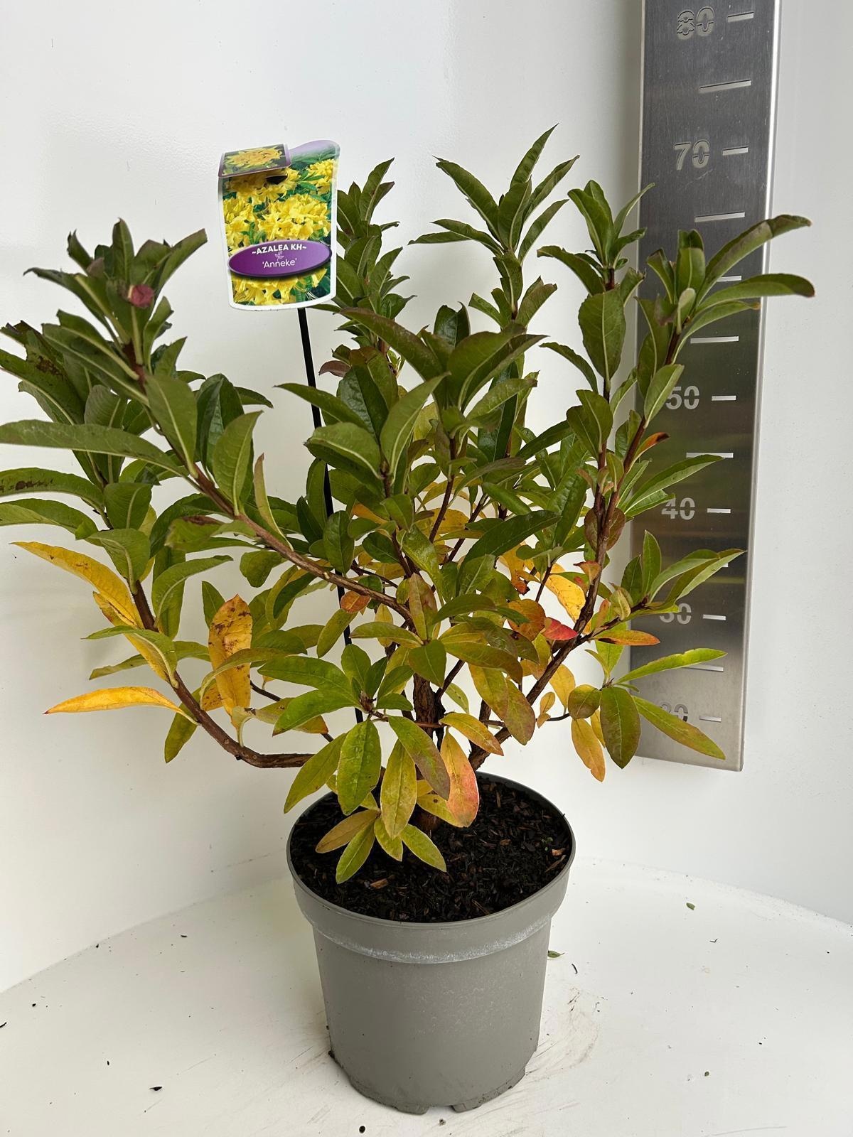 Rhododendron (AK) 'Anneke', D 23