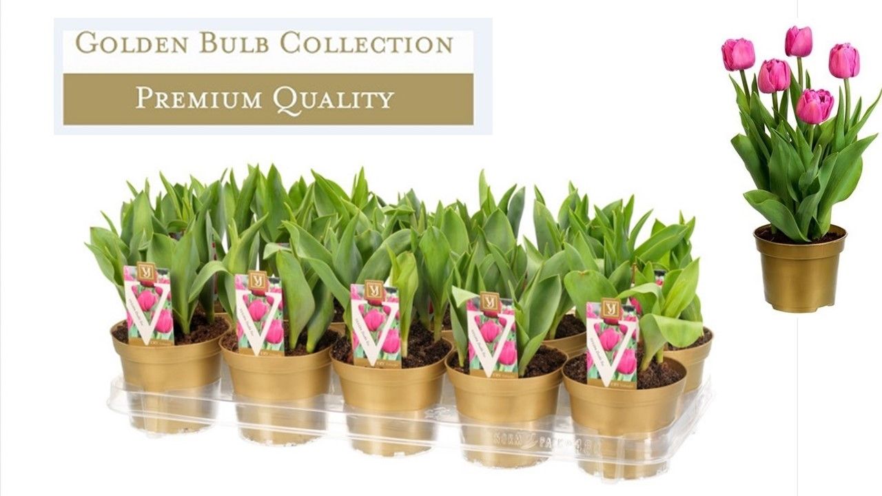 Tulipa Globe (rose), D 12