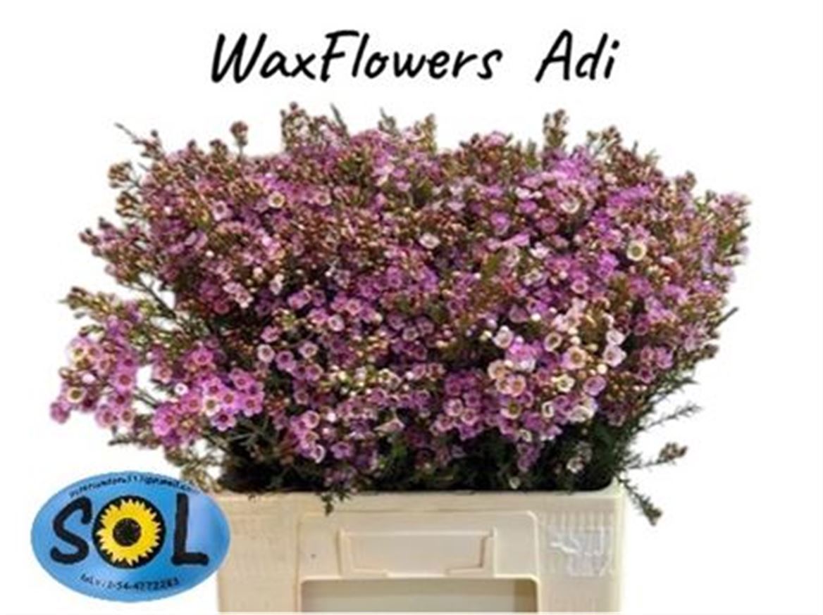 Шамелациум Ади 60 (роз.), шт.