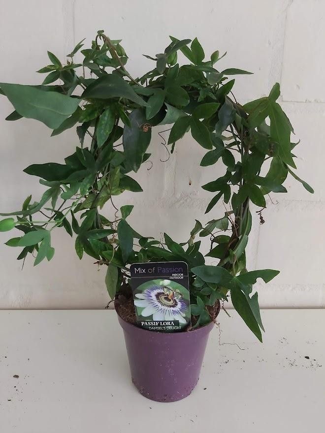 540 PLC : Pot 13 Passiflora "Damsel Delight", D 13