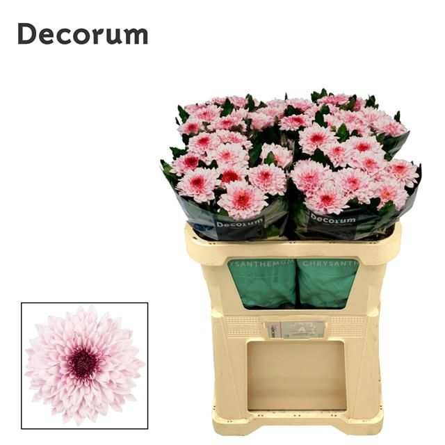 Хризантема од. Пип Прити 70, шт.