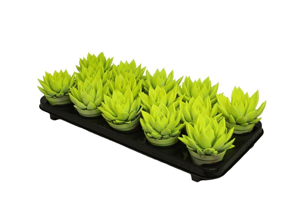 Miranda coloured neon yellow, D 8,5