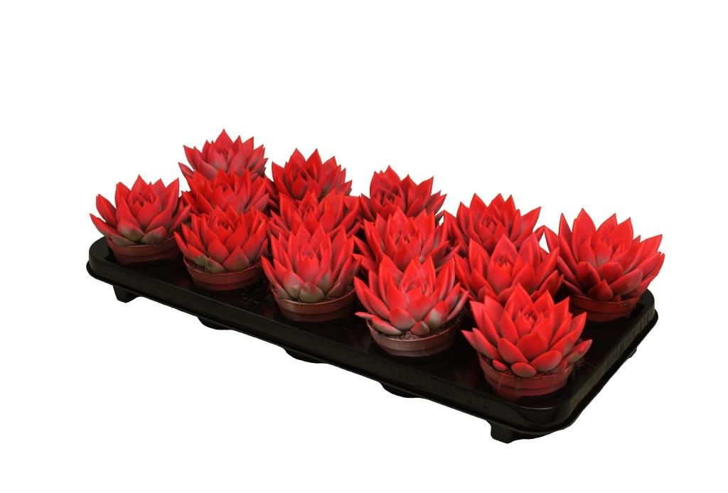 Miranda coloured neon red, D 8,5