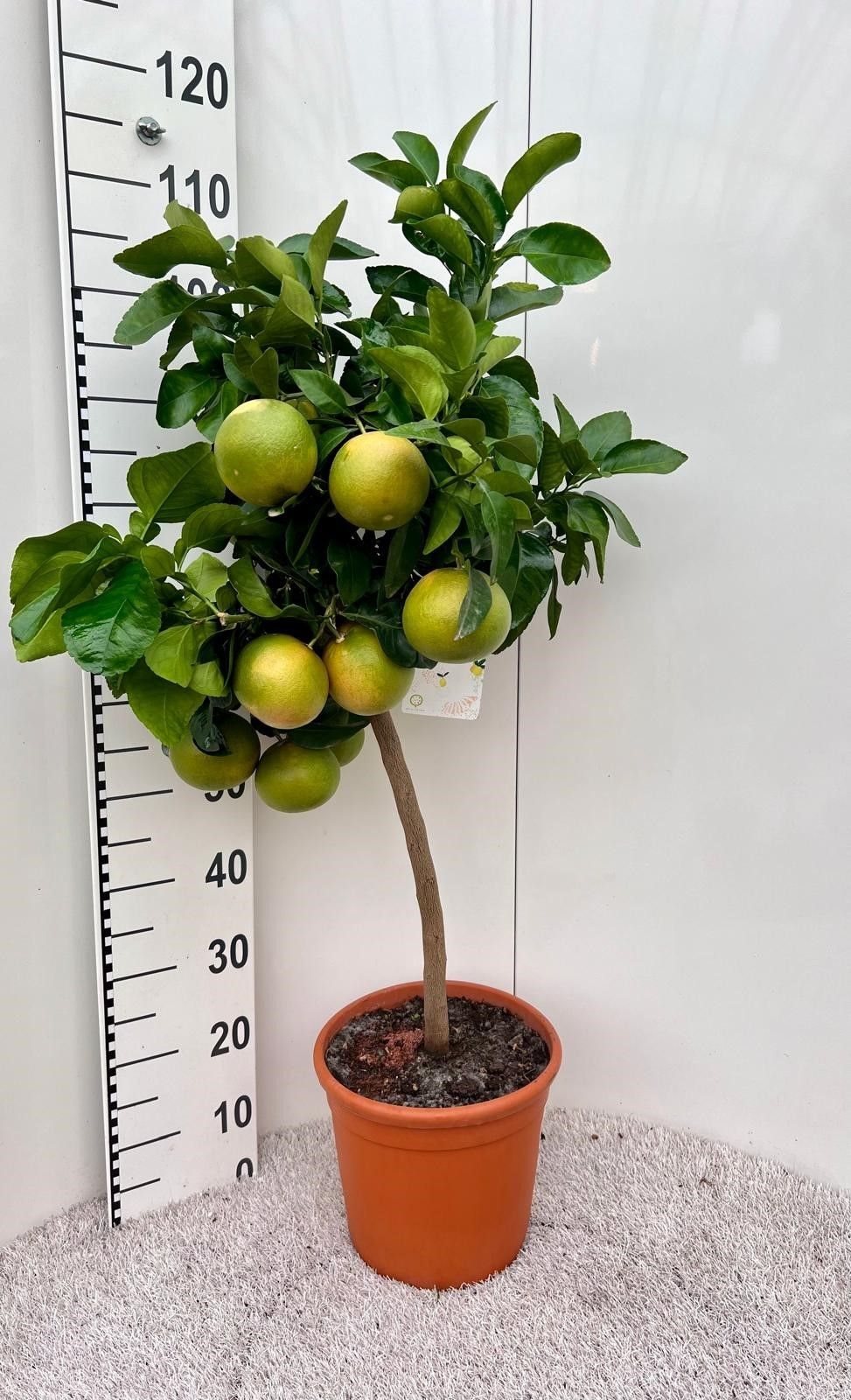 Citrus paradisi Grapefruit on stem, D 25
