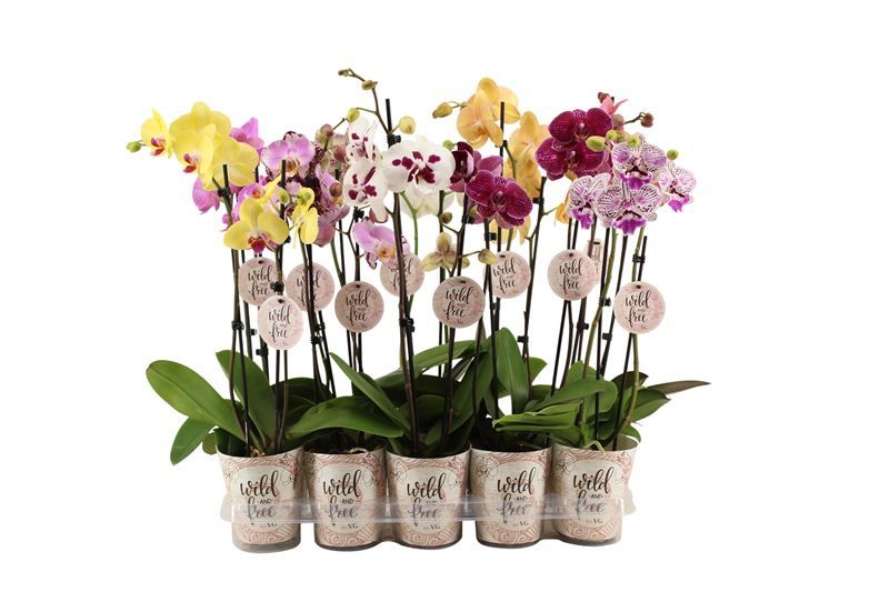 Potcover p12 wild & free Phal mix 2T12+, D 12 cm