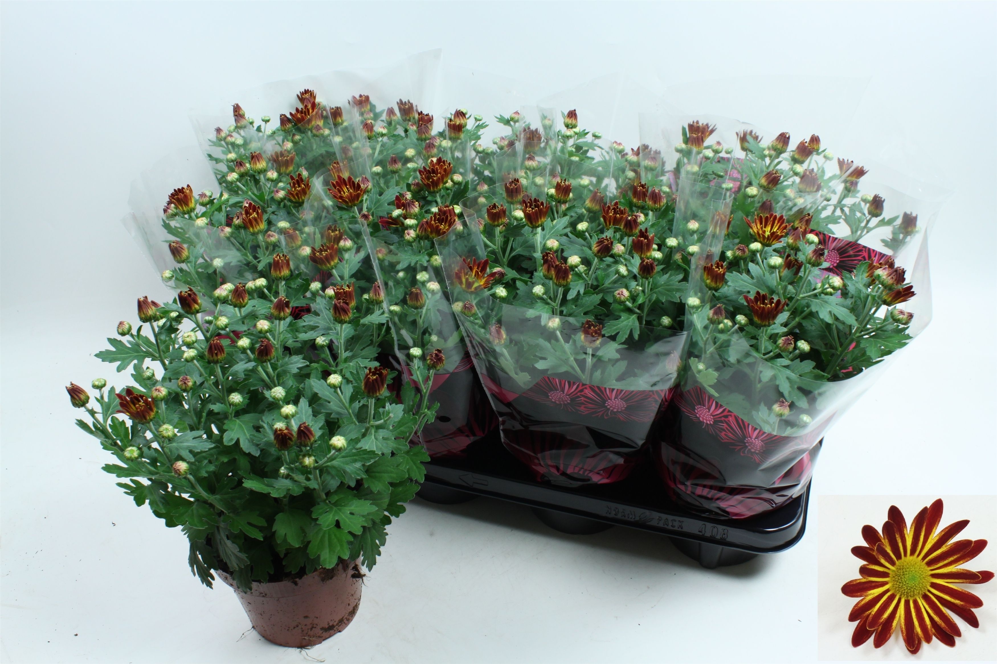 Chrysant Rainbow Circus Stadium 1, D 14