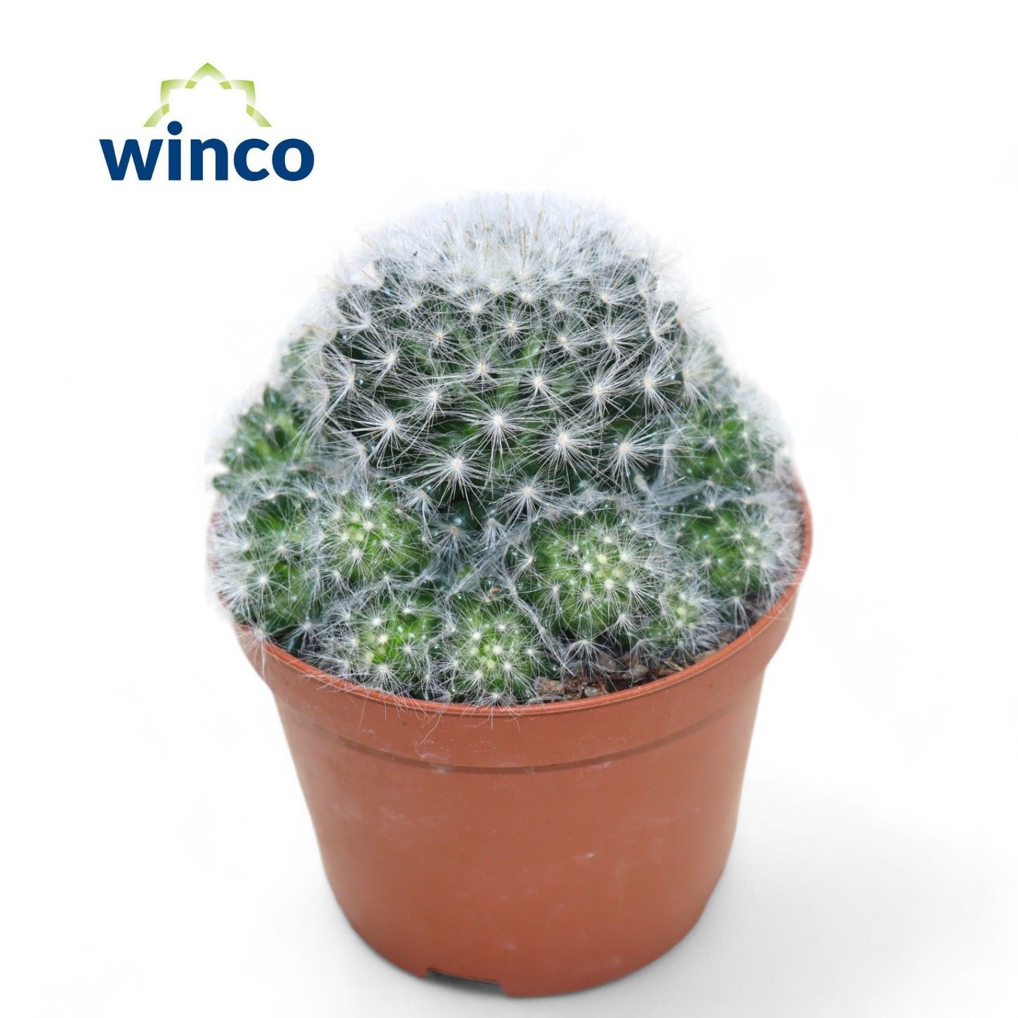 Mammillaria Candida, D 10,5