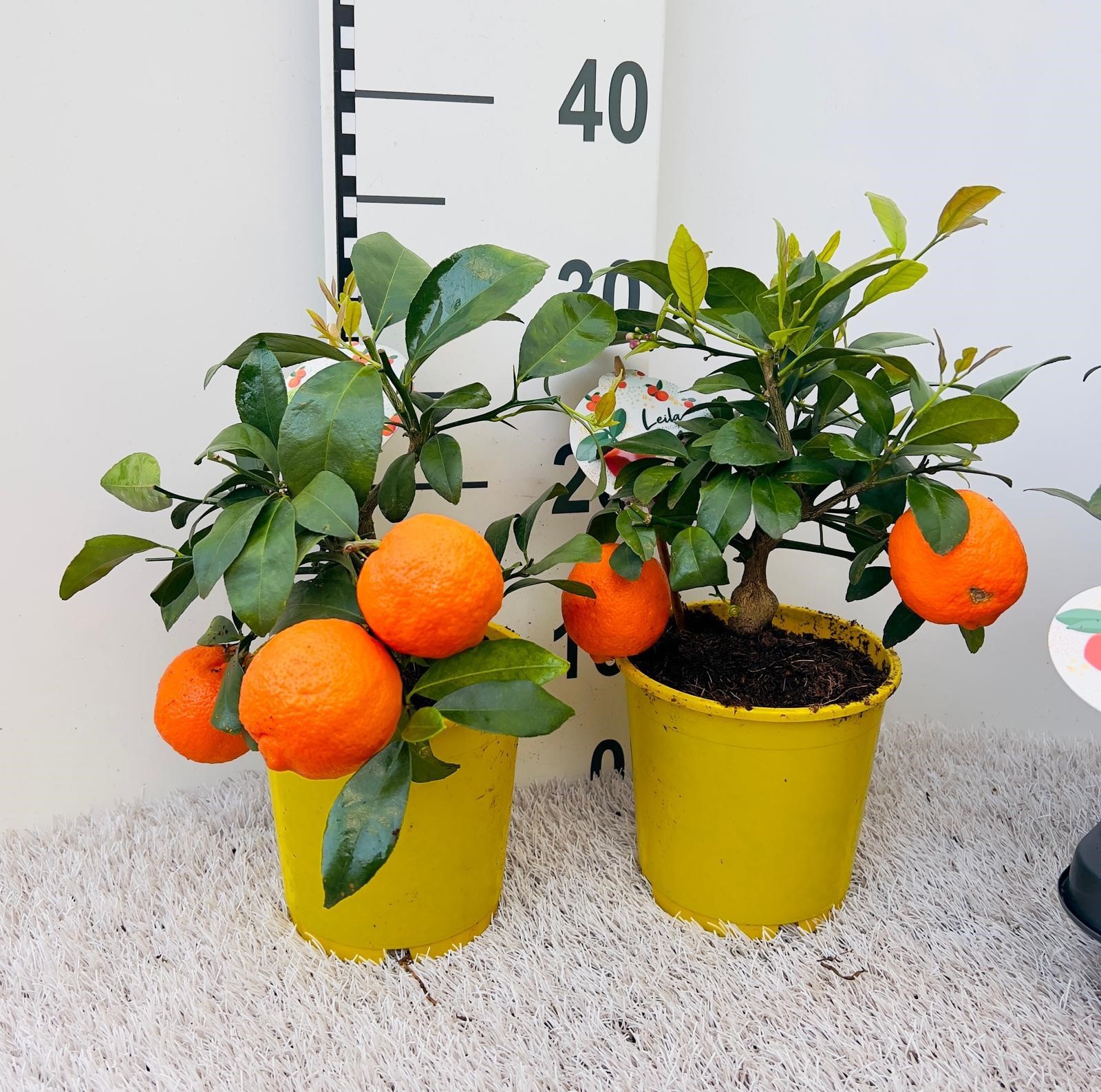 Citrus reticulata Clementine stem (s2), D 14