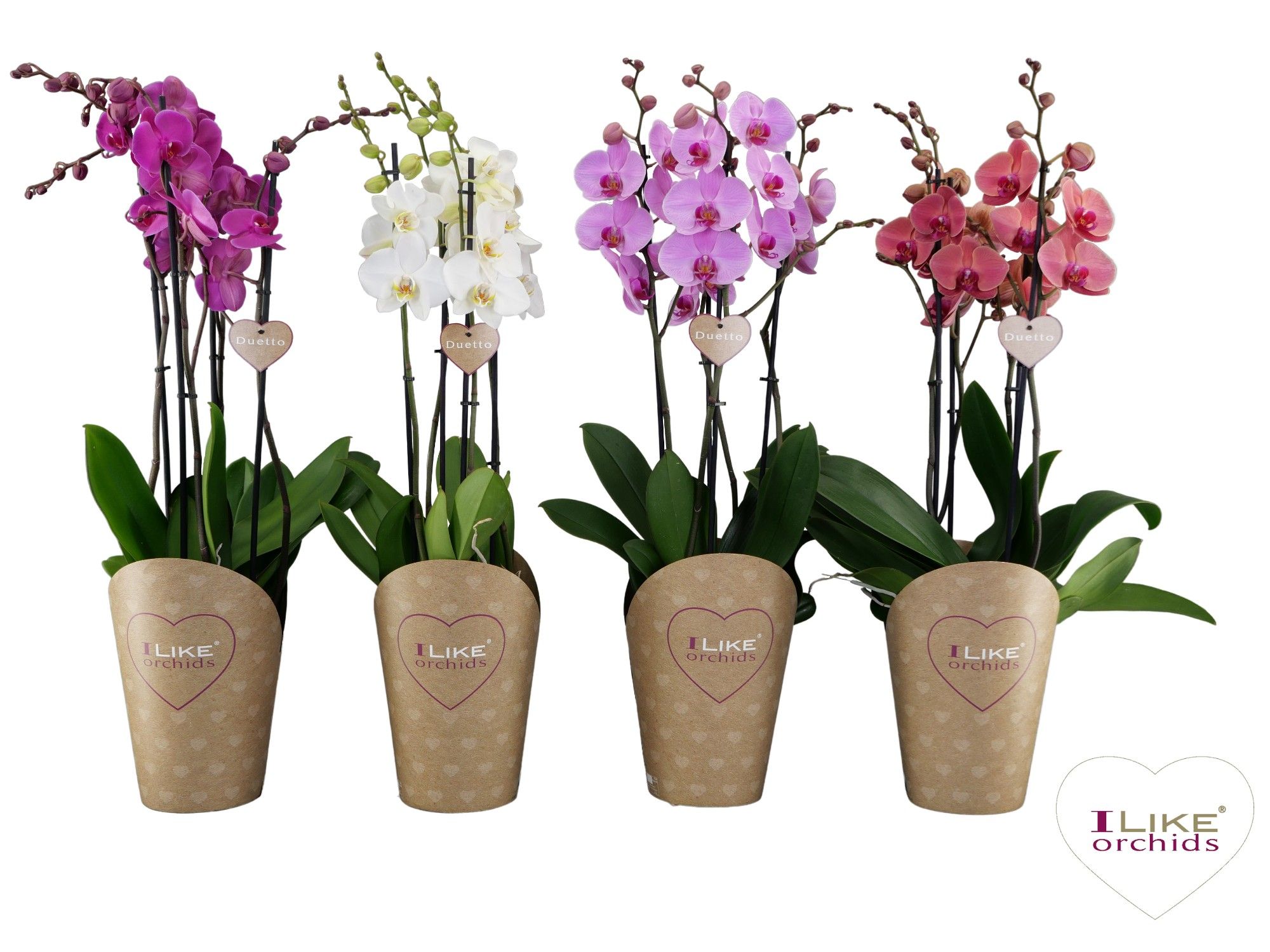 Duetto mix - 4 tak, D 17 cm