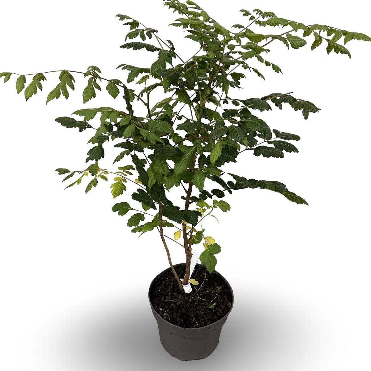 Koelreuteria paniculata, D 21 cm