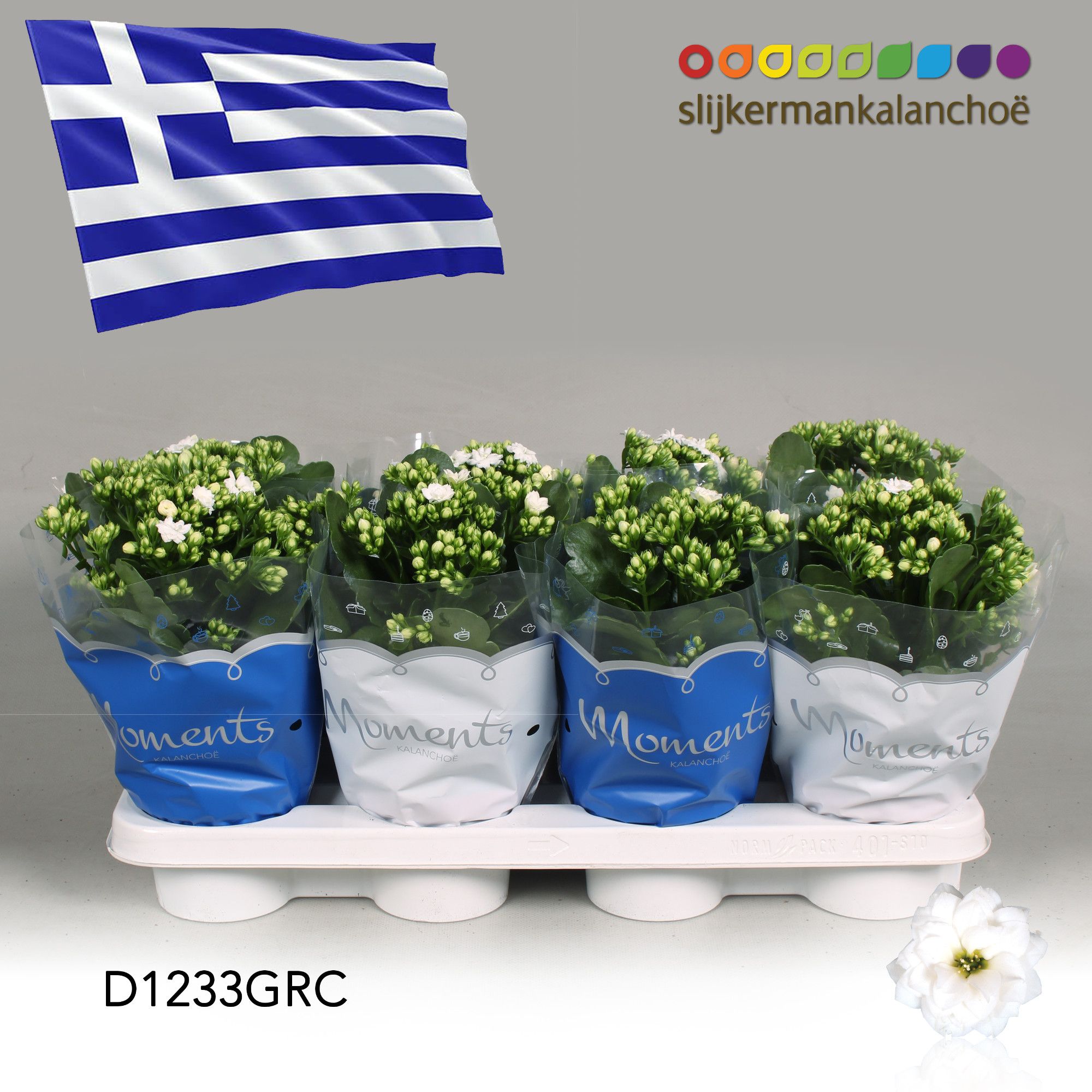 Kalanchoe Moments - Greece flag, D 12