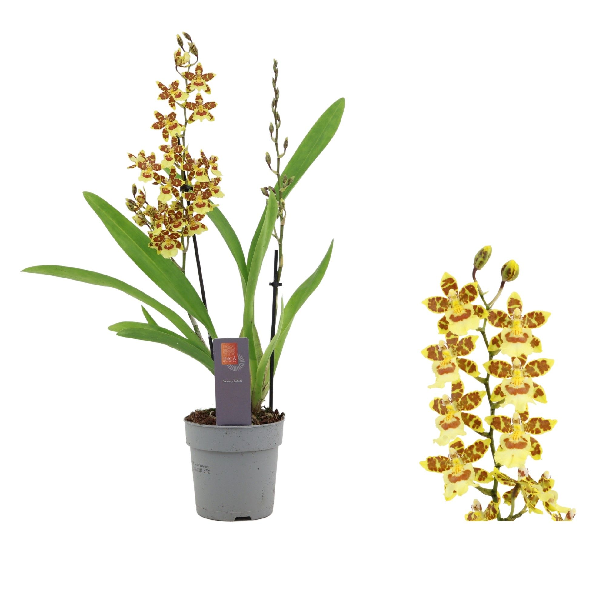 Inca Cambria Pacific Sunset 2 spike, D 12 cm