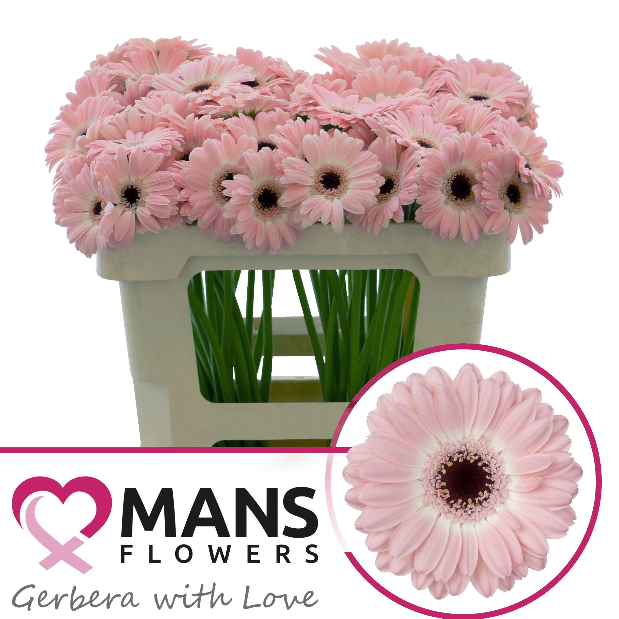 Гермини Диксон, шт.