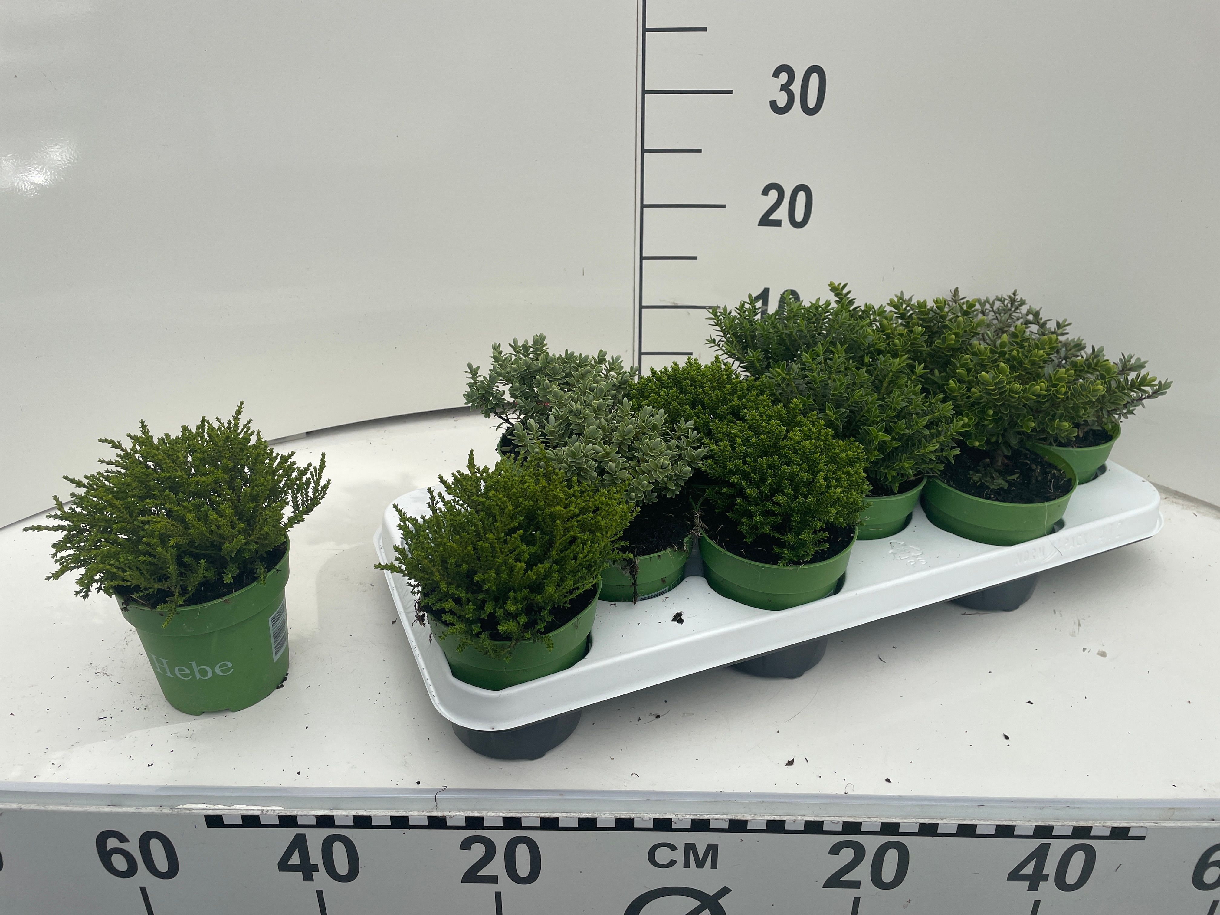 Hebe gemengd Hebe Green Collection, D 10,5 cm Hebe gemengd Hebe Green Collection, D 10,5 cm