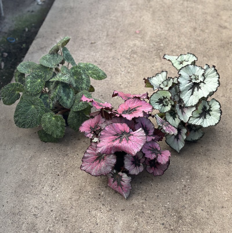 BEGONIA REX-HYBRID H630 Beg.Exclusive MIX x6pr.la, D 12 cm BEGONIA REX-HYBRID H630 Beg.Exclusive MIX x6pr.la, D 12 cm