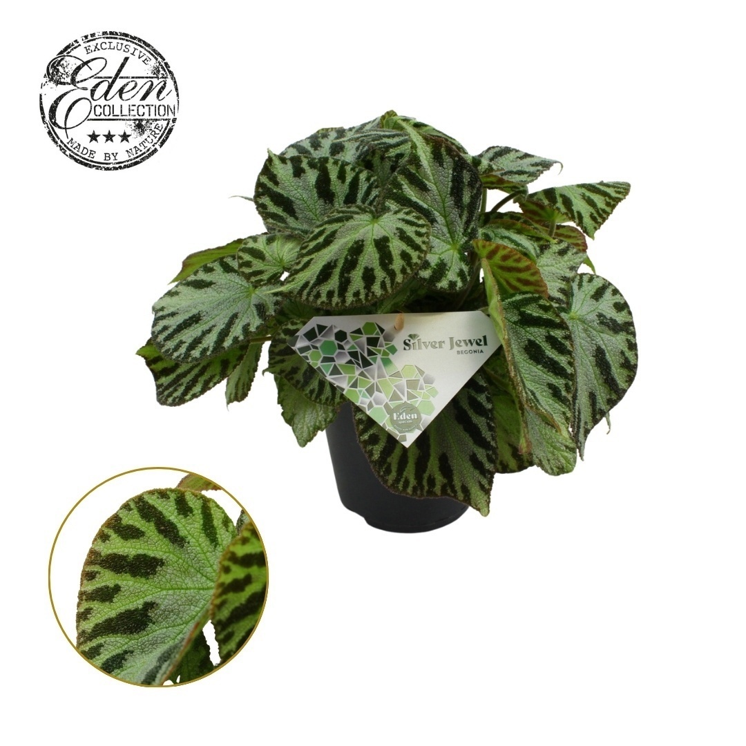 Begonia Silver Jewell 15cm, D 15