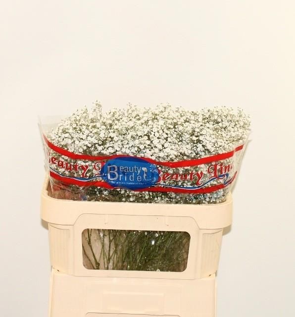 Гипсофила Бьюти Брайд 70, шт.