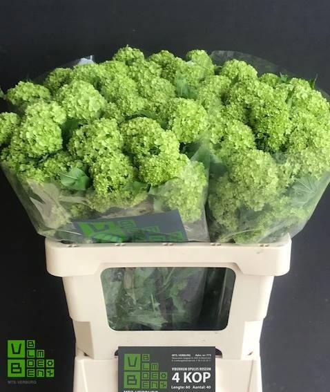 Вибурнум Розеум 60 (зел.), шт.