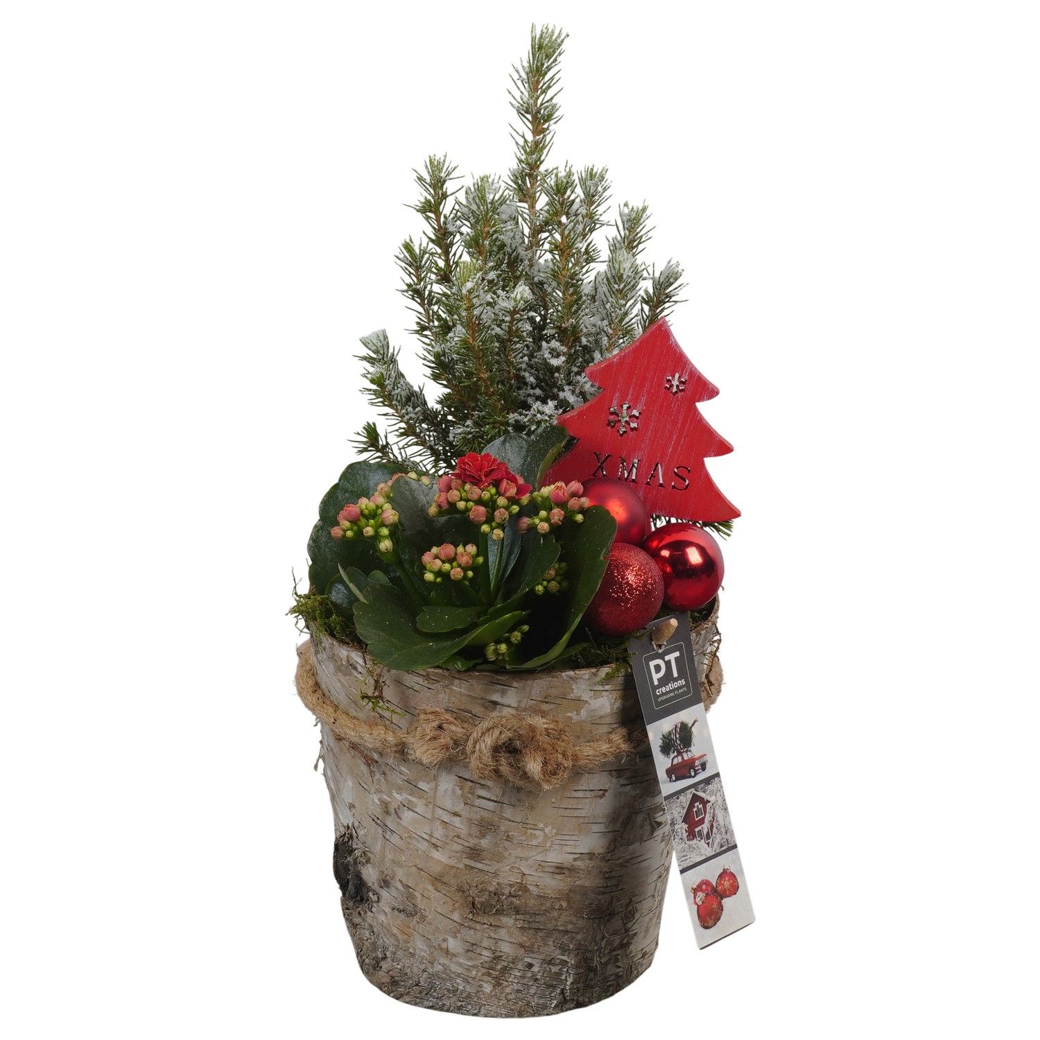 PTCHR7346 Arrangement Christmas Red in houten pot, D 15 cm
