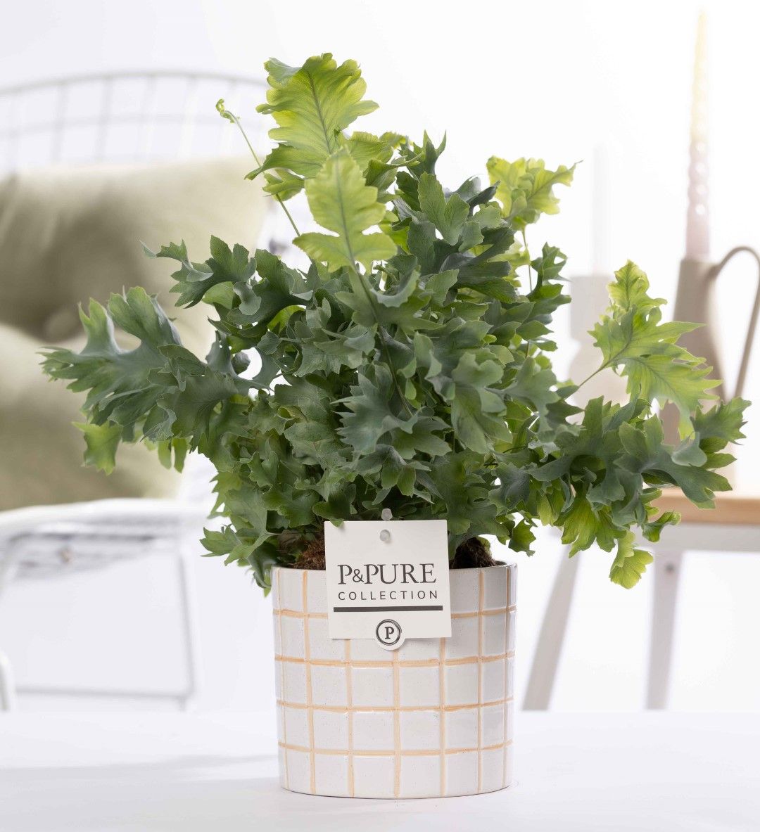 Phlebodium Davana in P&PURE Tirza ceremics, D 12