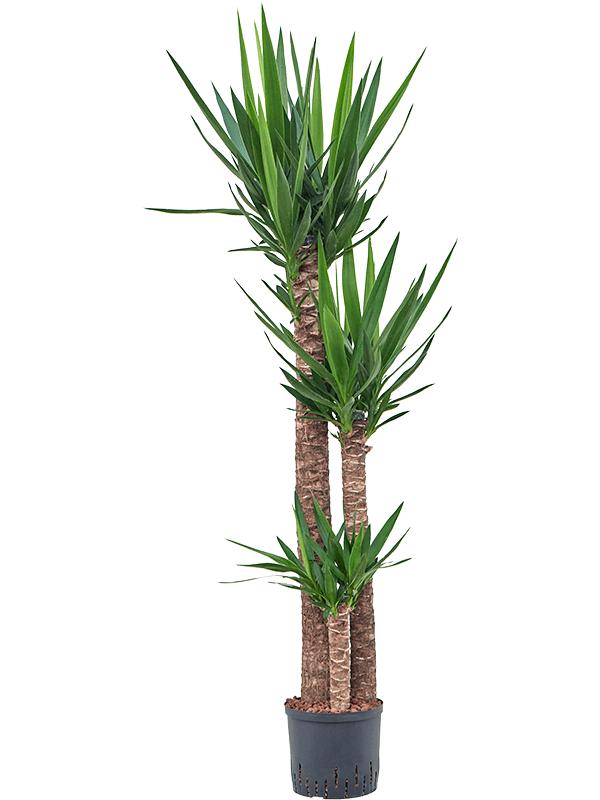 Yucca elephantipes, D 22