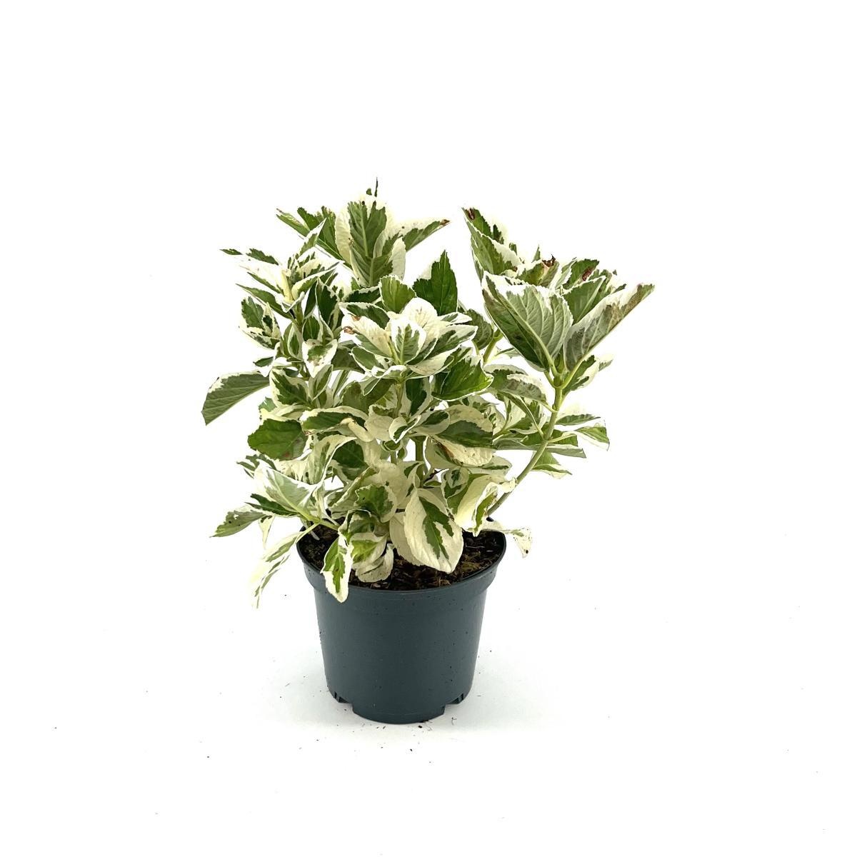 Hydrangea m. 'Snow Teller', D 19