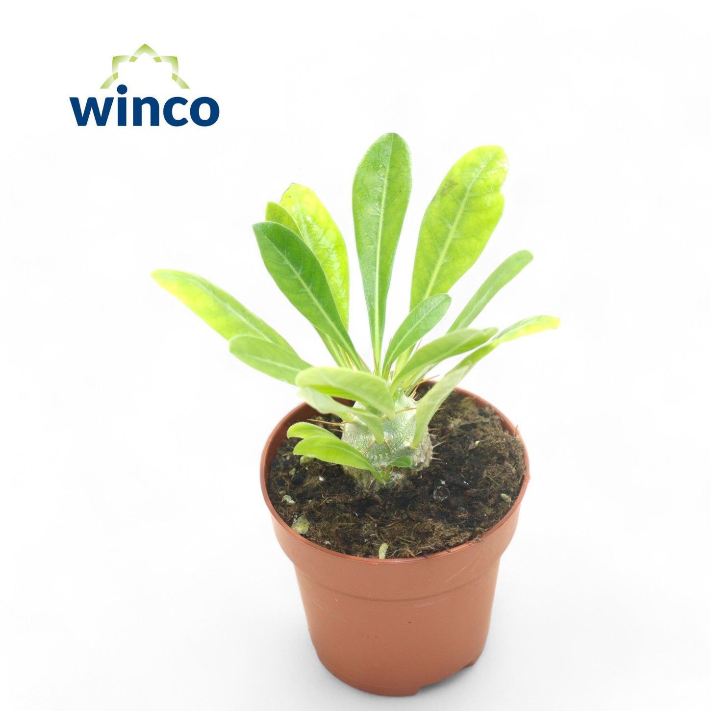 Pachypodium Saundersii, D 8,5 cm