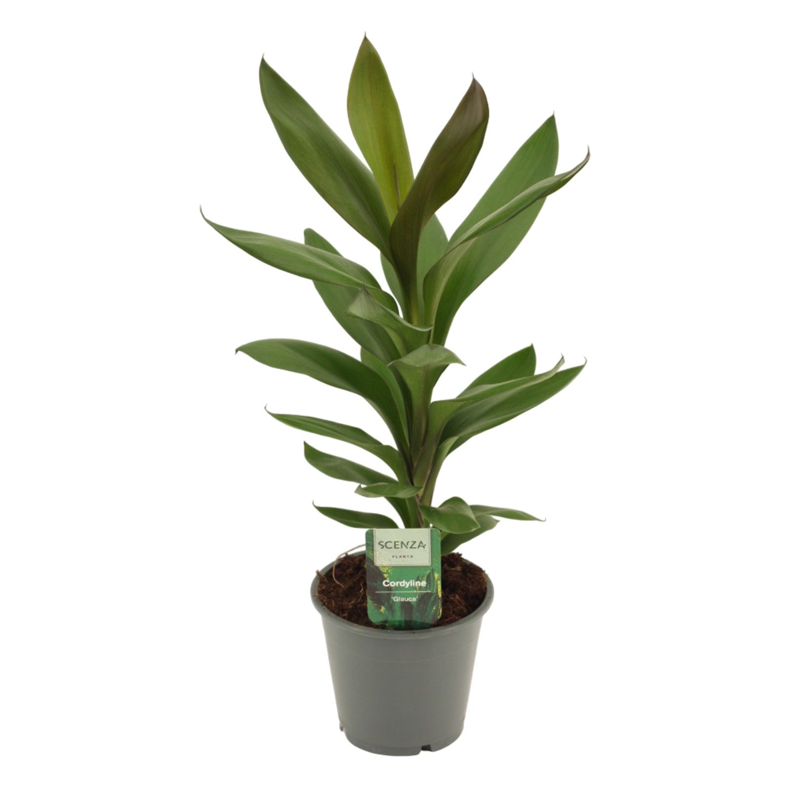 Cordyline Glauca 12 cm, D 12
