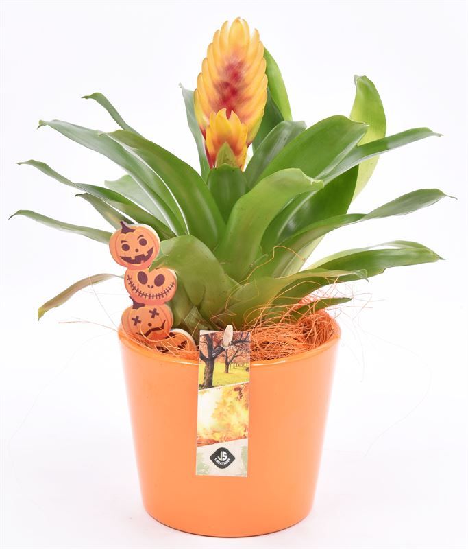 Keramiek pot glans oranje 13 cm, D 14