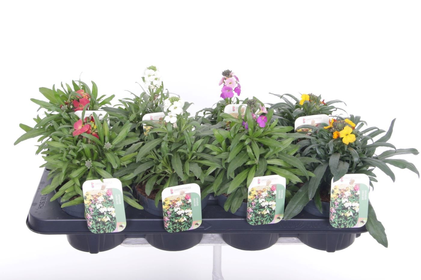 Erysimum linifolium mix, D 13