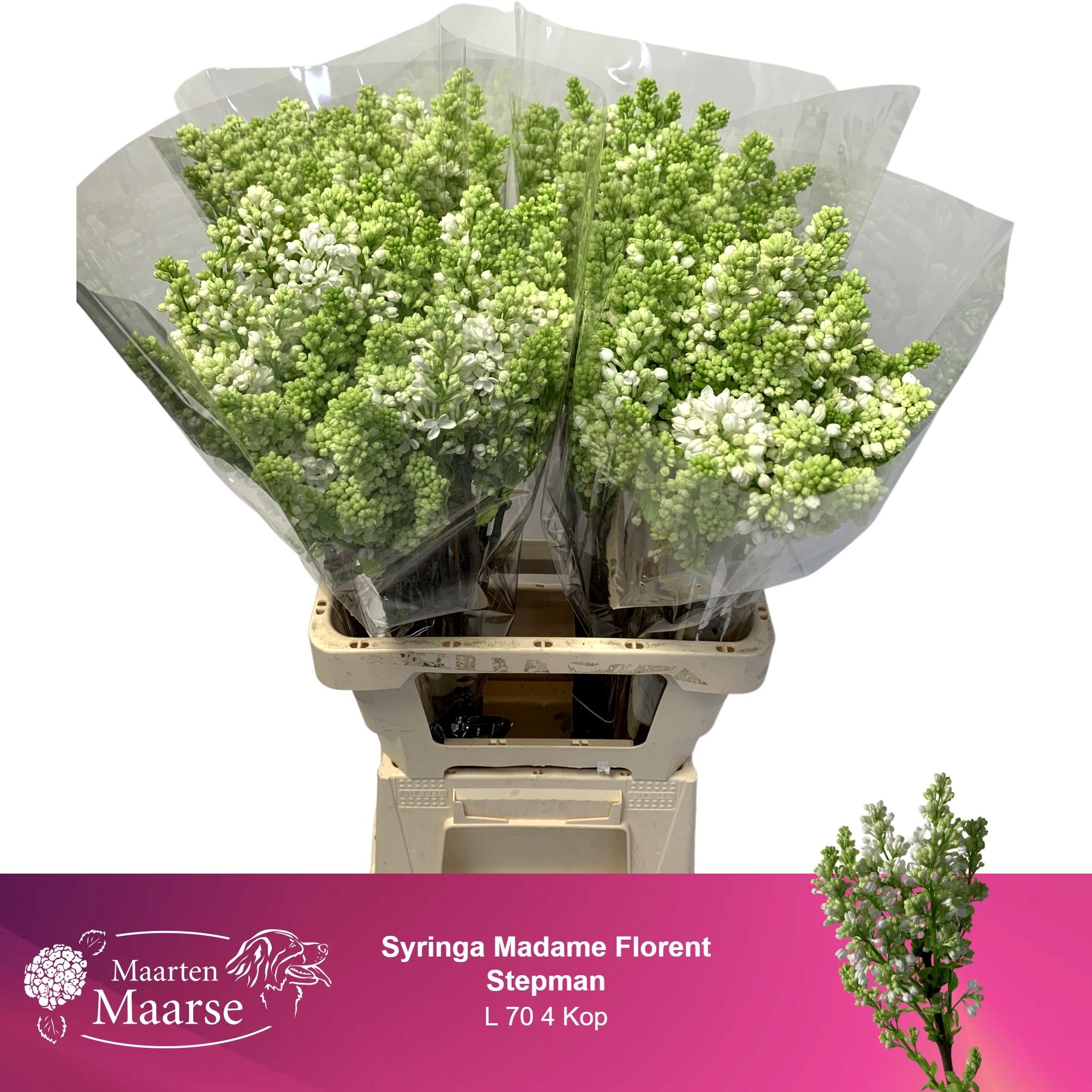 Сирень Мадам Флорент Степман 70 (бел.), шт.