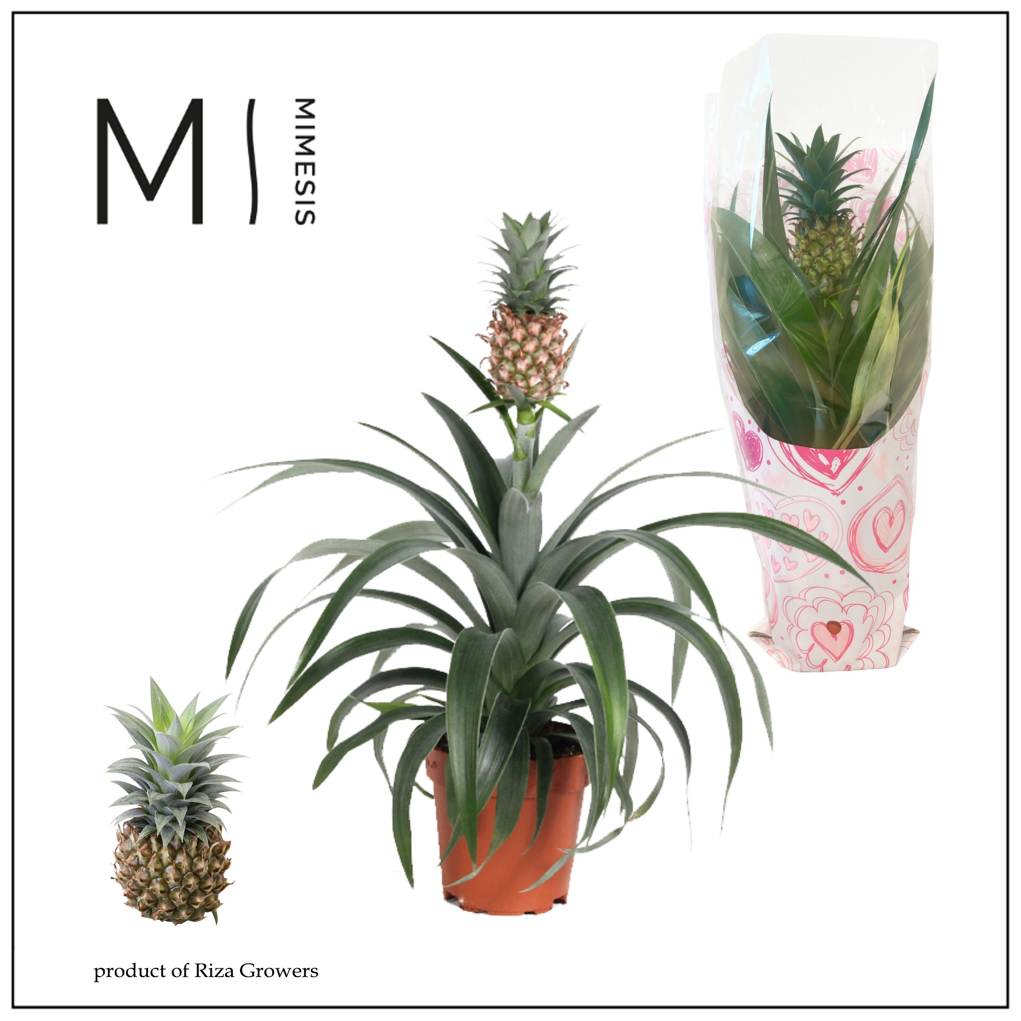 Ananas Mi Amigo - 12cm in Valence | Mimesis, D 12