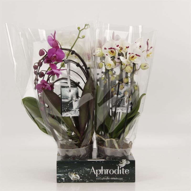 Phalaenopsis overig Shapes gemengd Goddess, D 12 cm