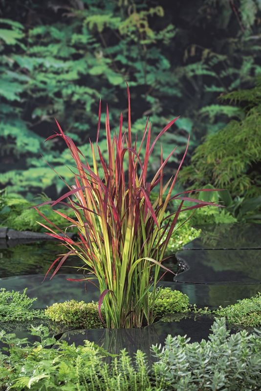 Imperata Red Baron, D 9