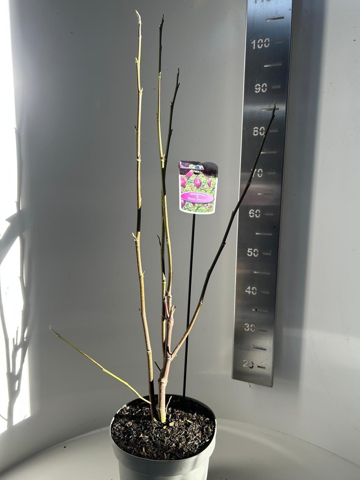 Magnolia Black Beauty, D 23