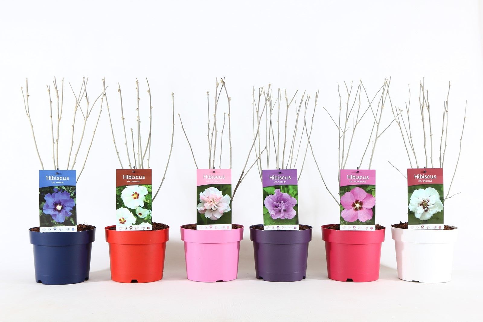 Hibiscus syr. 'Ton sur Ton' P19/C3, D 19