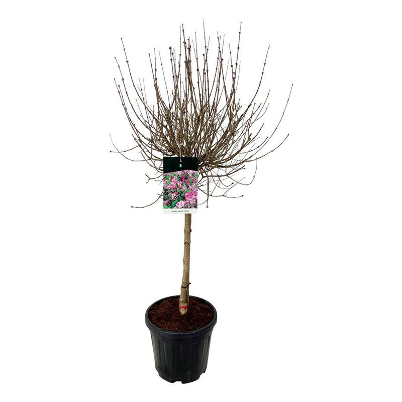 Syringa meyeri 'Palibin', D 32 cm Syringa meyeri 'Palibin', D 32 cm