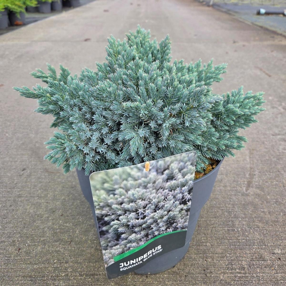 Juniperus squamata 'Blue Star', D 29