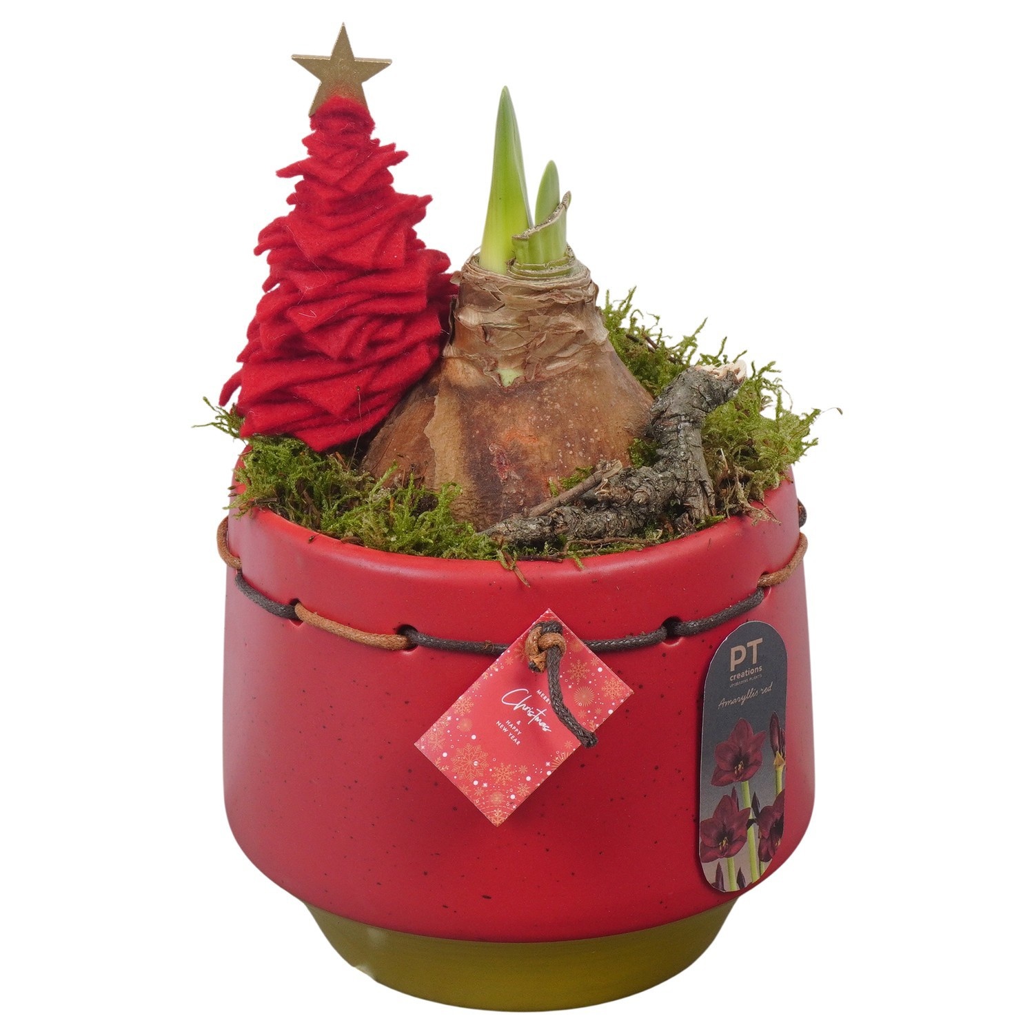 PTACH2505 Arrangement Amaryllis Christmas in keramiek pot, D 15