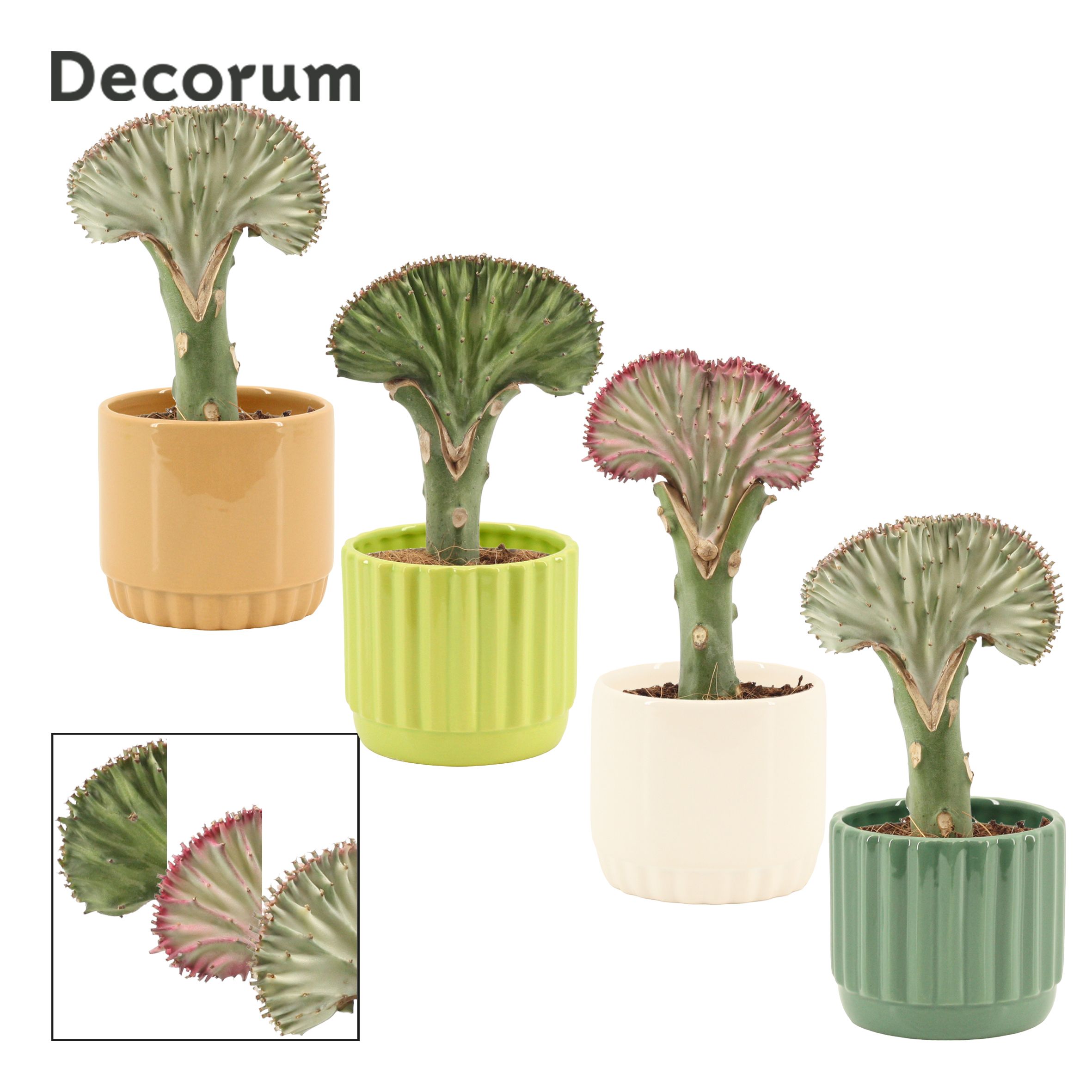 Euphorbia Lactea 9 cm Mix in Liam (Natural bubble-collection), D 9