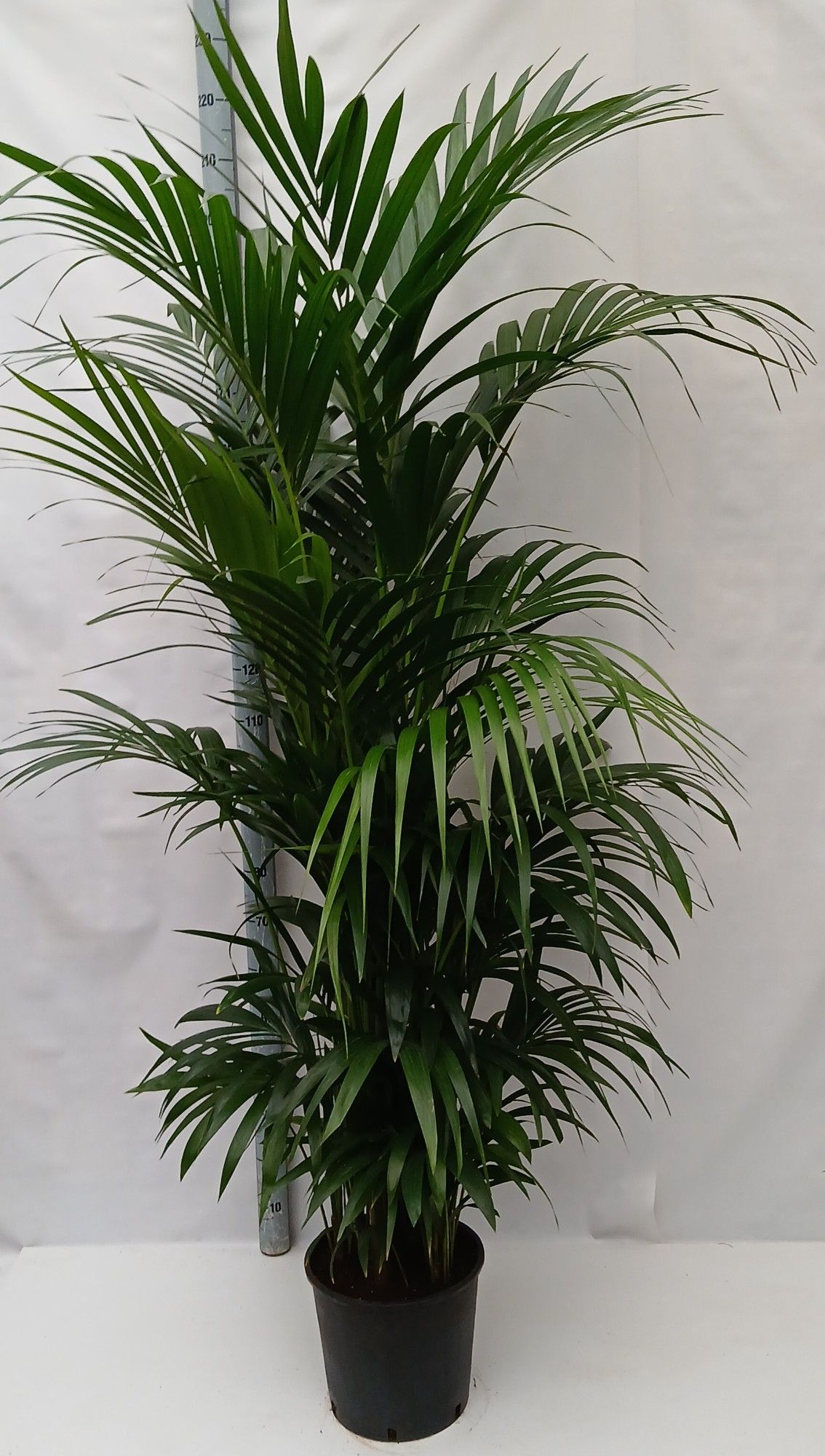 Howea forsteriana, D 28 cm