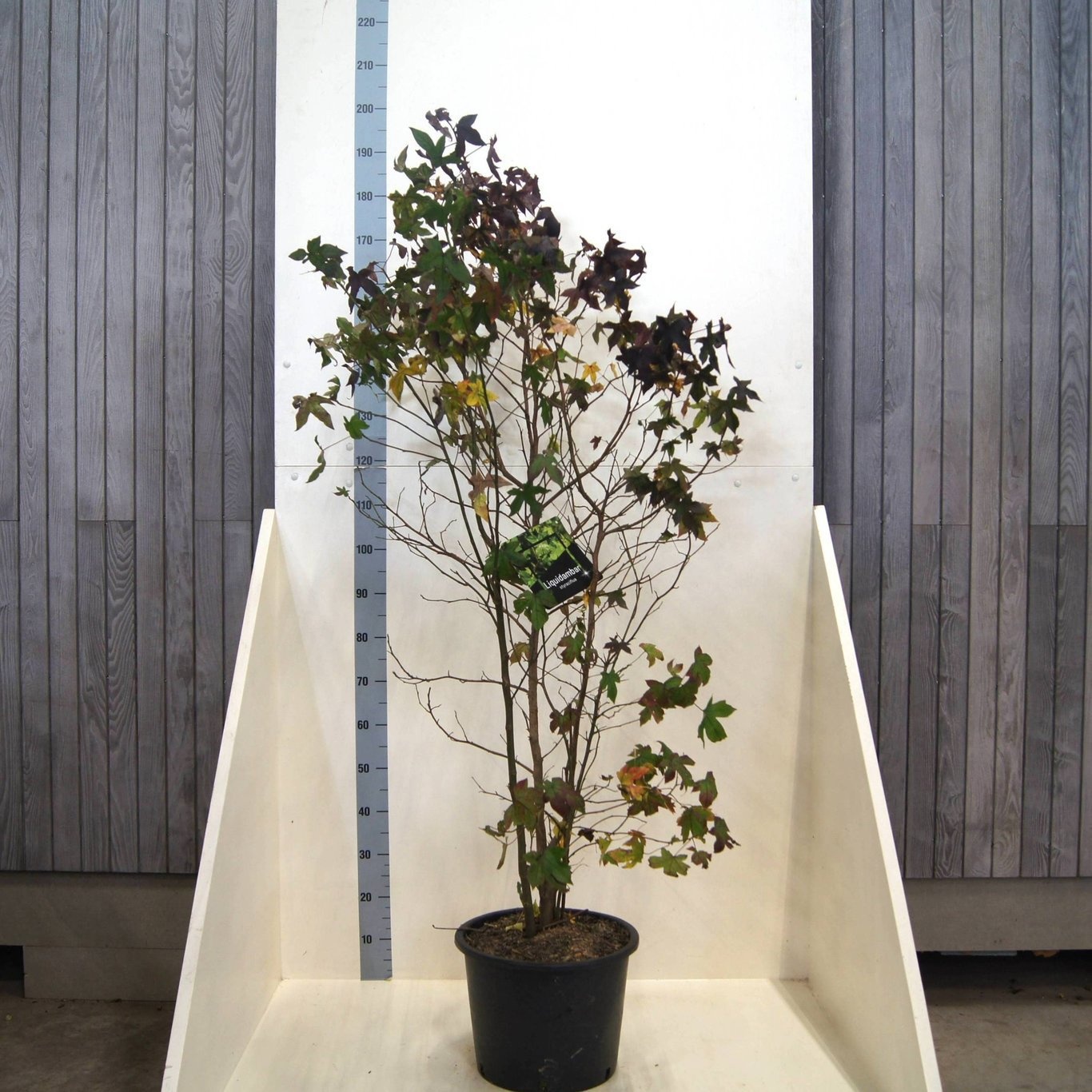 Liquidambar styraciflua, D 40