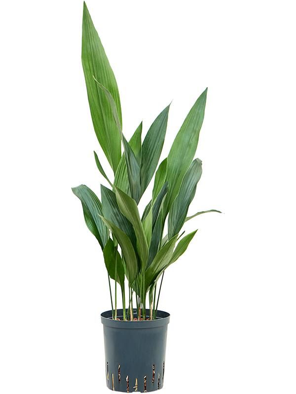 Aspidistra elatior, D 18 cm