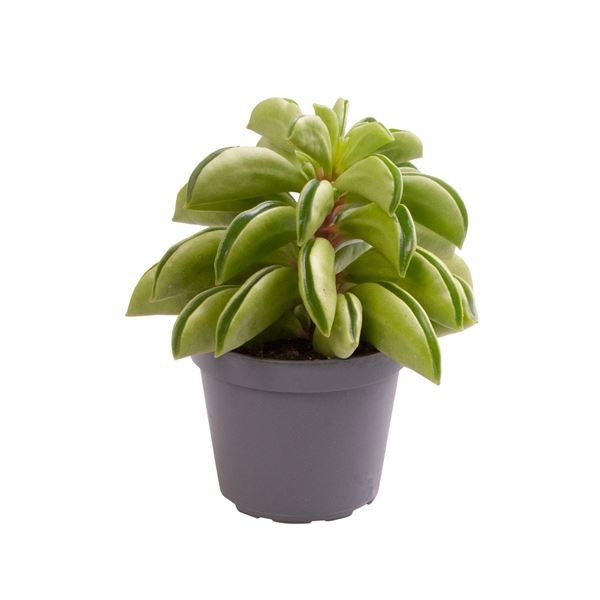 Peperomia Fire Sparks, D 6 cm Peperomia Fire Sparks, D 6 cm