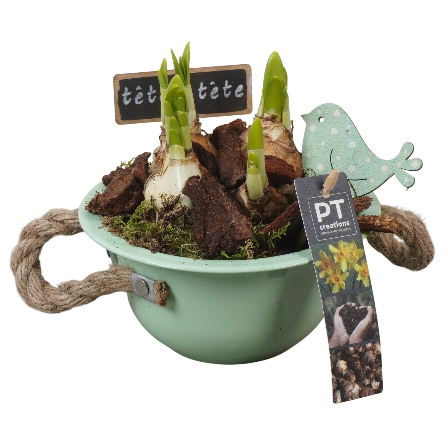 PTN8501 Arrangement Narcissus in zink schaal, D 16