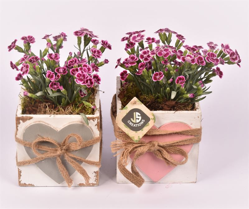 Hout vierk hart en touw 12x12cm, D 12